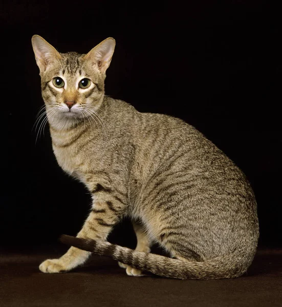 Brown Tabby Oriental Gato Doméstico Contra Fundo Preto — Fotografia de Stock