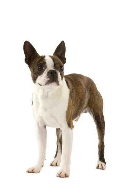 Boston Teriér Pes Stojí Proti Bílému Pozadí — Stock fotografie