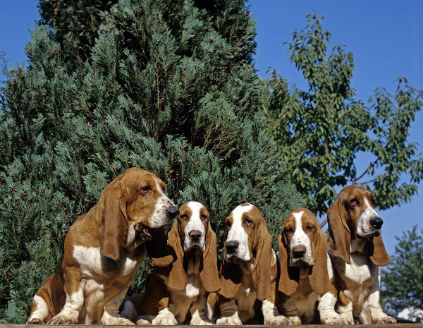Basset Hound, Dog with funny Face  