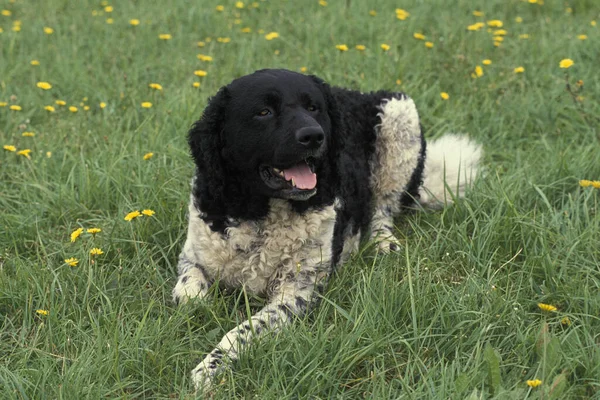 Friesischer Wasserhund Liegt Auf Gras — Stockfoto