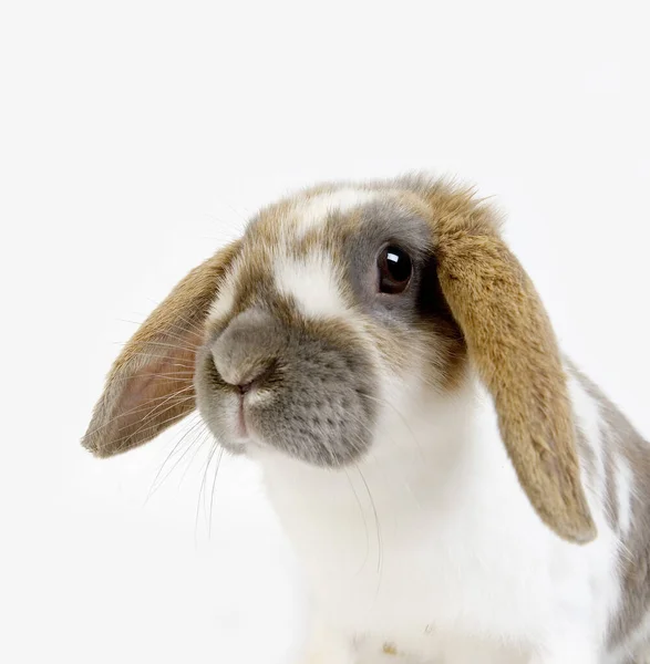 Beyaz Arkaplana Karşı Açık Kulaklı Yurtiçi Tavşan — Stok fotoğraf