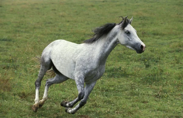 Cavalo Shagya Galopante Adulto — Fotografia de Stock