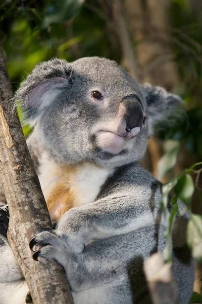 Koala Phascolarctos Cinereus Mężczyzna Stojący Gałęzi — Zdjęcie stockowe