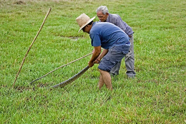 Hombre Catchging Green Anaconda Eunectes Murinus Los Lianos Venezuela — Foto de Stock