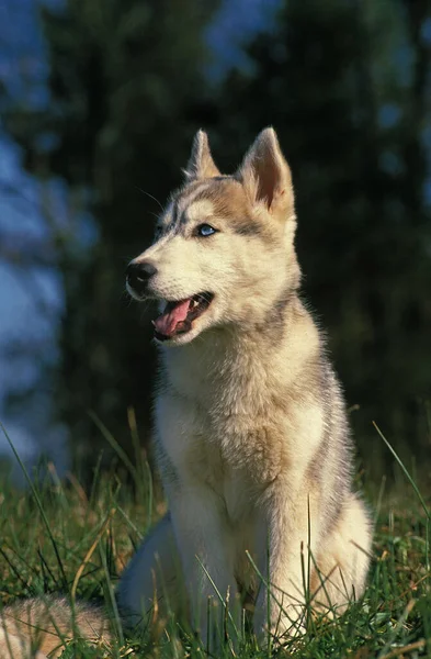 Siberische Husky Dog Pup Zittend Gras — Stockfoto