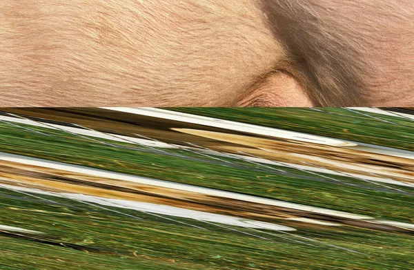 Cerdo Doméstico Blanco Grande Primer Plano Los Pezones —  Fotos de Stock