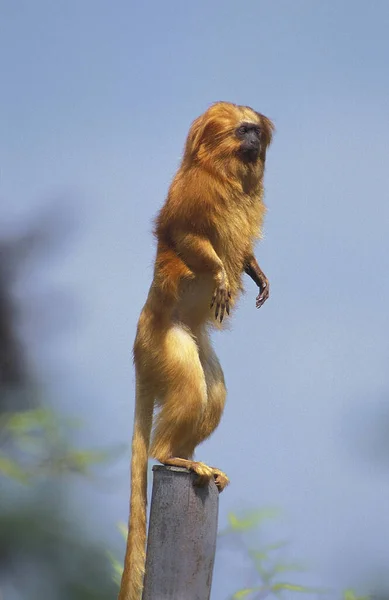 Guldlejon Tamarin Leontideus Rosalia Vuxen Som Står Bakbenen Ser Sig — Stockfoto