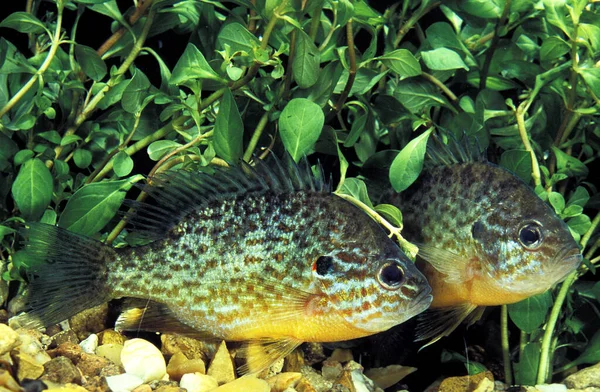 Pompoenpitten Zon Lepomis Gibbosus — Stockfoto