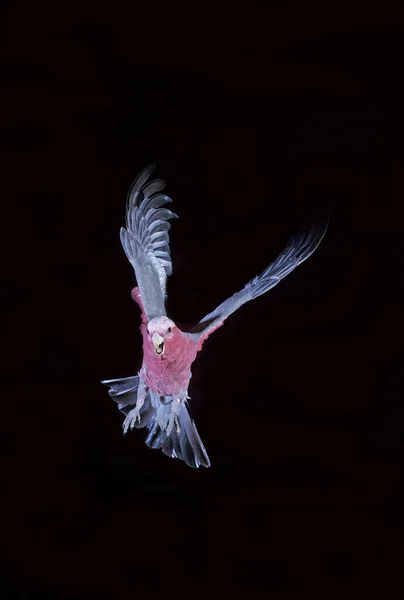 Galah, eolophus roseicapilla, in Flight — Stock Image Galah Eolophus Roseicapilla Flight Stock Picture