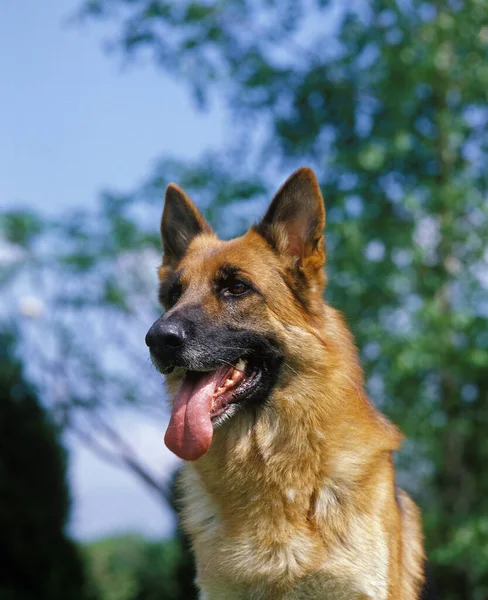 German Shepherd Dog Portrait Tongue Out Stock Photo