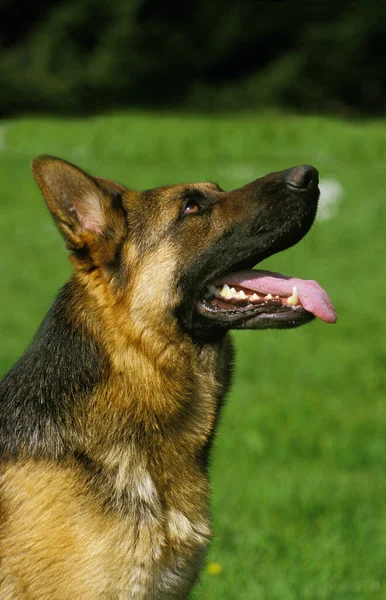 German Shepherd Dog Portrait Tongue Out Stock Image