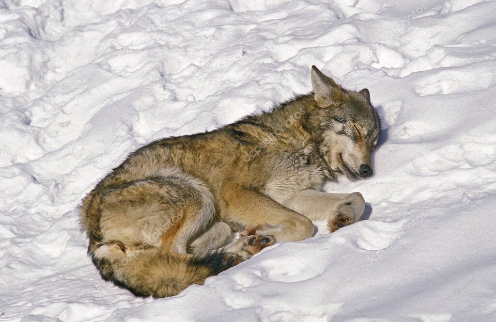 European Wolf,  canis lupus, Adult sleeping on Snow, Bavaria in Germany   