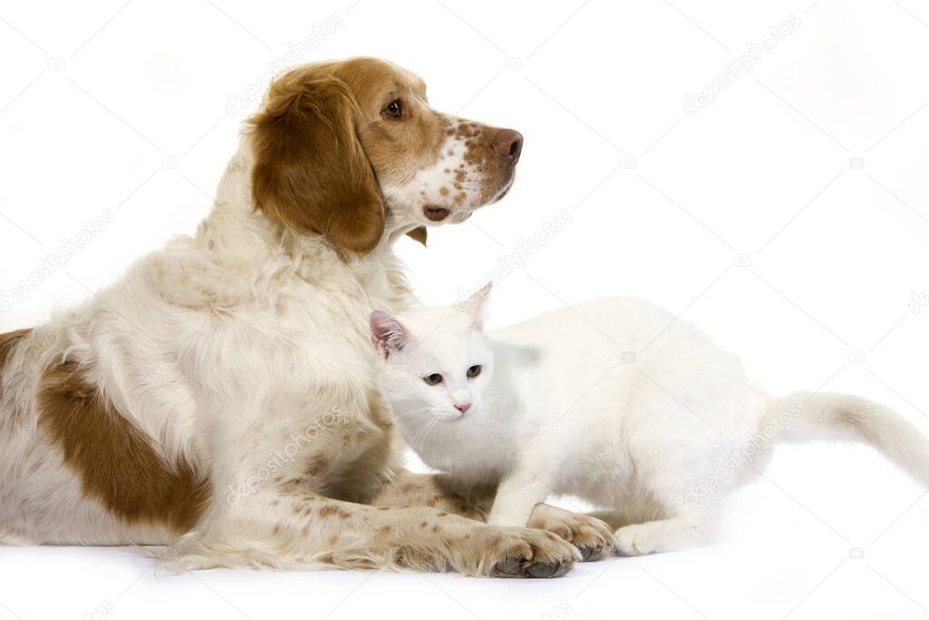 FRENCH SPANIEL (CINNAMON COLOR) AND WHITE DOMESTIC CAT  