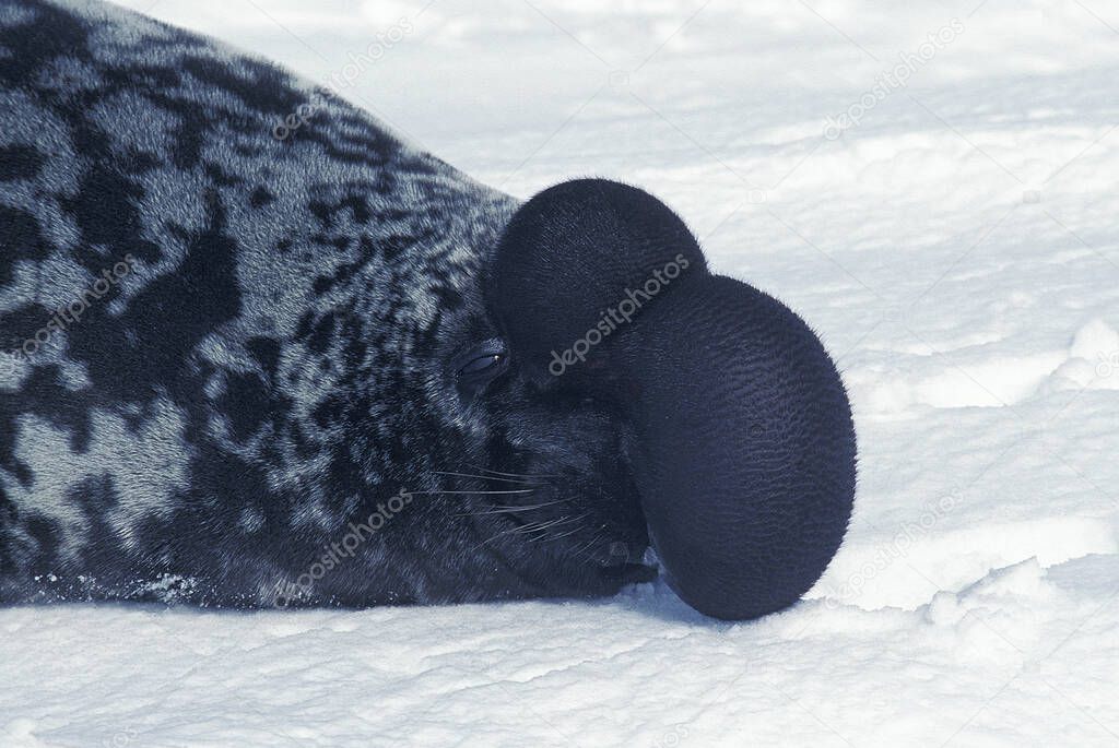 Hooded Seal, cystophora cristata, Male standing on Ice Floe, The hood and membrane are used for aggression display when threatened and as a warning during the breeding season, Magdalena Island in Quebec, Canada  