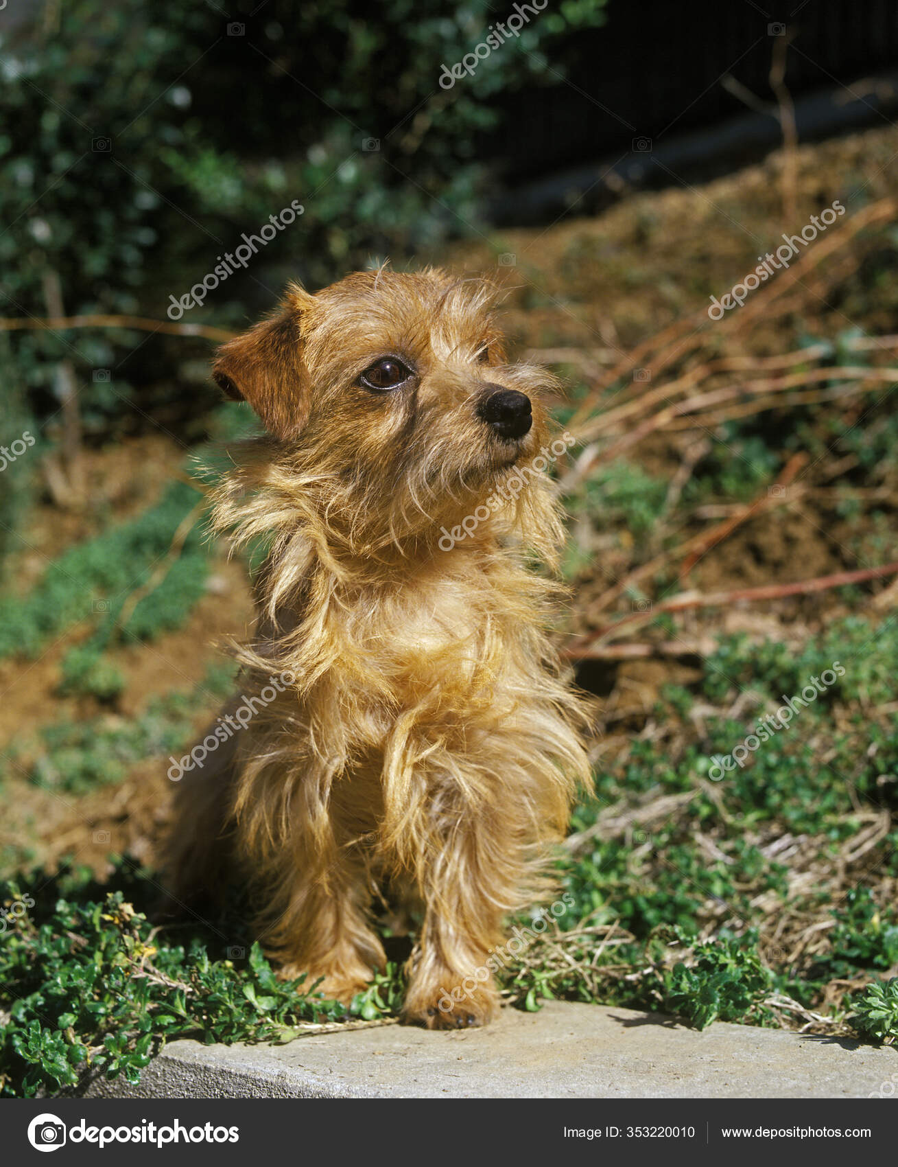 95 Norfolk Terrier Pictures Norfolk Terrier Stock Photos Images Depositphotos