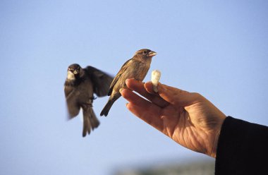Sparrow Hanedanı, yoldan geçenler, Yemek Veren Kadın Eli.  