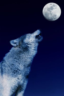 Avrupalı Kurt, köpek lupus, Aya Uluyan Yetişkin  