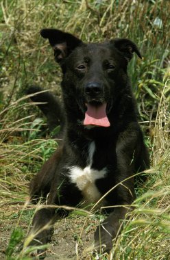 Köpek çim döşeme  