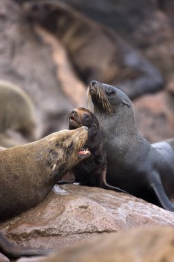 Güney Afrika Kürk Mührü, Arctocephalus pusillus, Kadınlar ve Kupa, Namibya 'da Cape Cross  