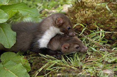 Young Stone Marten veya Beech Marten, martes foina, Normandiya  