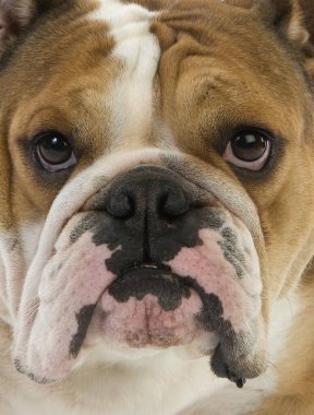 İngiliz Bulldog, Kadın Portresi    
