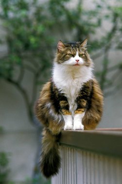 Angora Evcil Kedisi oturuyor   