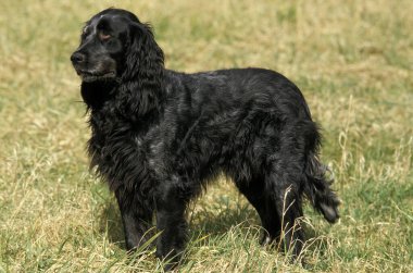 Mavi Picardy Spaniel, Otların üzerinde duran köpek   