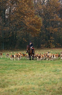 Poitevin Köpekleri ile Tilki Avcılığı  