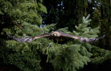 Golden Eagle, aquila chrysaetos, Yetişkin Uçuşu  