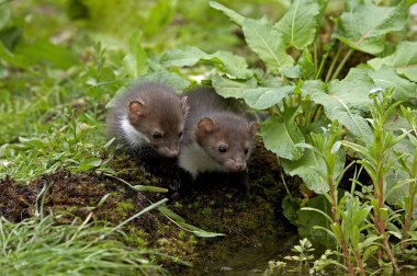 Stone Marten veya Beech Marten, martes foina, Youngs, Normandiya  