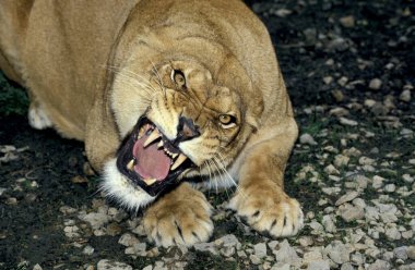 Afrika Aslanı, Panthera Aslanı, Dişi Snarling  