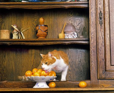 Domestic Cat Smelling and Licking Oranges  clipart