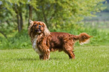 Şövalye Kral Charles Spaniel, Çimlerin üzerinde duran Erkek   