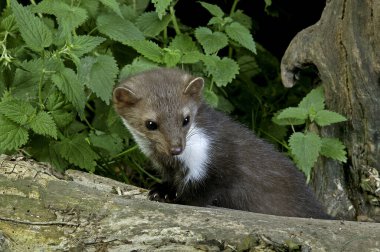 Stone Marten veya Beech Marten, Stump 'ın üzerinde duran martes foina. 