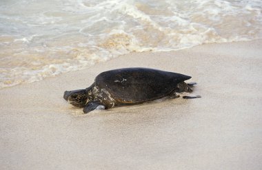 Yeşil Deniz Kaplumbağası, chelonia mydas, Adult on Beach, Malezya 