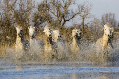Camargue Atları, Herd Bataklıkta, Saintes Marie de la Mer Güney Fransa 'da  