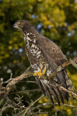 Bal Akbabası, Pernis apivorus, Normandiya 