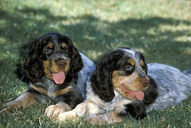 Picardy Spaniel Köpek, Köpek yavruları çimlerin üzerinde yatıyor  