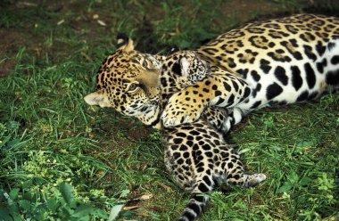 Jaguar, Panthera onca, Anne ve Yavru  