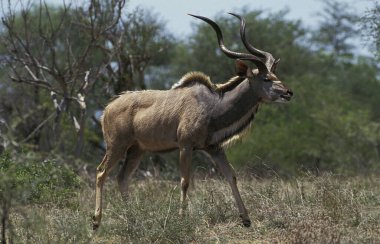 Daha büyük Kudu, tragelaphus strepsiceros, Erkek, Kenya  