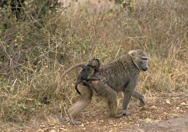 Olive Baboon, papio anubis, Young 'ı taşıyan anne, Kenya' daki Masai Mara Park. 