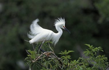 Venezuela 'da Karlı Egretta, Egretta Thula, Yetişkin, Los Lianos  