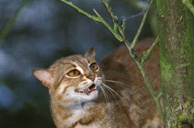 Rusty-Spotted Cat, prionailurus rubiginosus  clipart