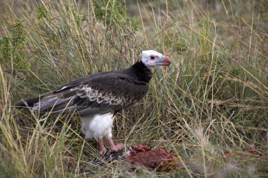 Beyaz Kafalı Akbaba, trigonoceps occipitalis, Kenya 'daki Masai Mara Parkı' nda.  