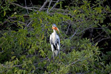 Beyaz boyunlu balıkçıl, ardea cocoi, Gagalı Yetişkin, Venezuela 'da Los Lianos  