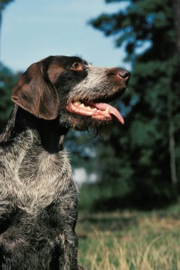 Alman Tel Saçlı İşaretçi veya Drathaar, Köpek Portresi  