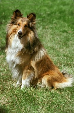 Shetland Çoban Köpeği Çimenlerde oturuyor  