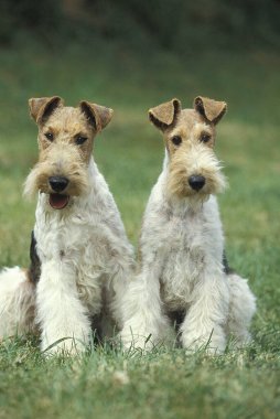 Tel saçlı Tilki Teriyeri, Otların üzerinde oturan Köpekler  