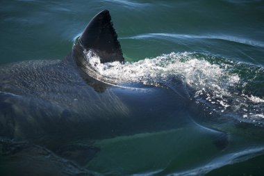 Büyük Beyaz Köpekbalığı Fin, carcharodon carcharias, Güney Afrika 'da False Bay  