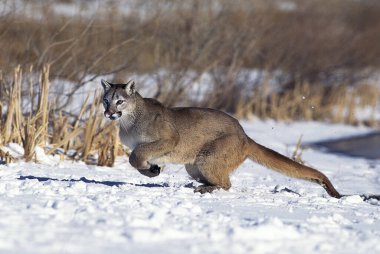Cougar, puma concolor, Snow, Montana 'da koşan yetişkin.  